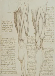 Anatomiestudien